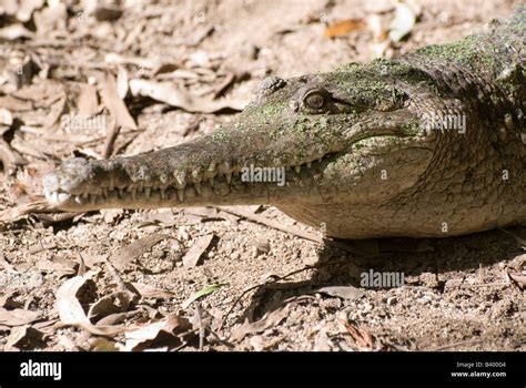 Freshwater Crocodile Teeth Stock Photo - Alamy