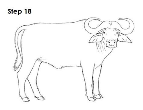 How to Draw an African Cape Buffalo | Cape buffalo, Buffalo animal ...