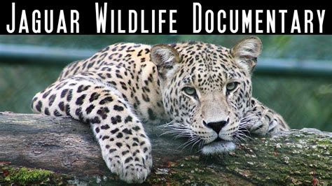 The Jaguar - Big Cats - National Geographic Wild - Wildlife Documentary - Best Documentary - YouTube