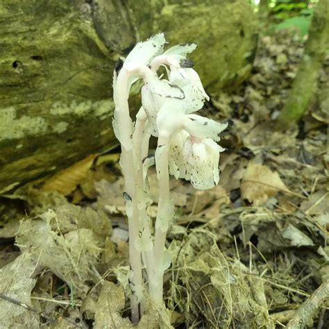 Does Ghost Pipe Grow In Ohio? [Tips To Grow This Rare Plant!]