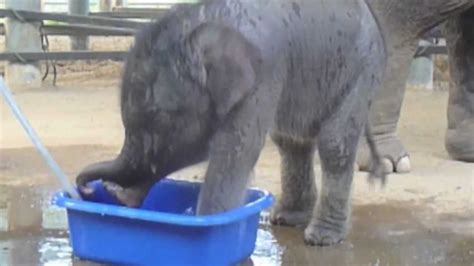 Baby Elephant Bath Time! - YouTube