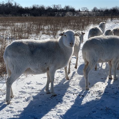 St Croix Sheep For Sale Missouri - Waltz Avenue Farms