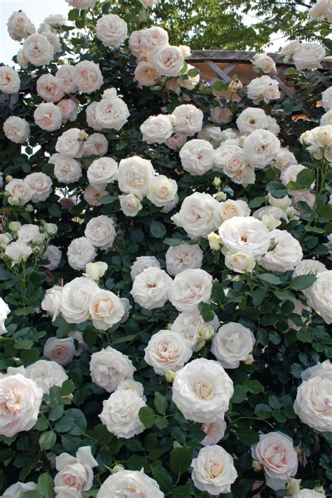 White Eden® Climbing Rose - Monrovia - White Eden® Climbing Rose in ...