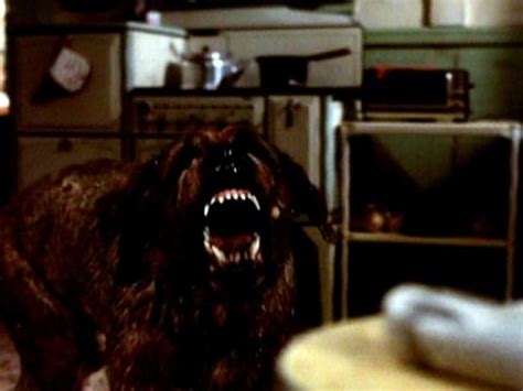 Was Cujo A Real Dog