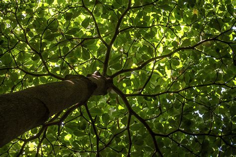 Tree From Below A Perspective Photograph by Isabella Biava - Fine Art ...