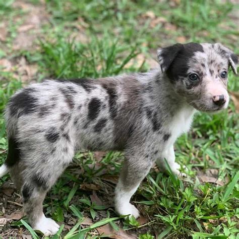 Is the blue merle Border Collie right for you? - BorderCollieHealth