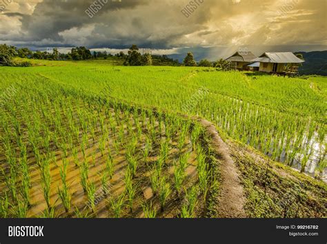 Terraced Rice Field Image & Photo (Free Trial) | Bigstock