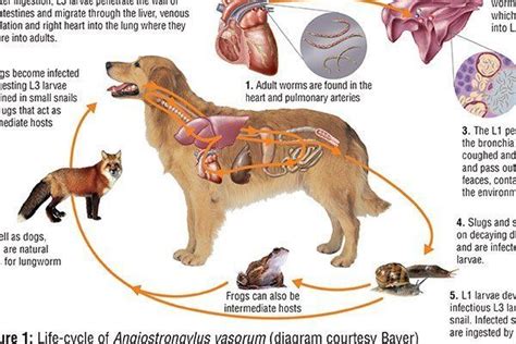 Canine Lungworm in the UK: Angiostrongylus vasorum and beyond* - Vet CPD