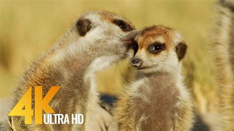 Meerkats & Squirrels from the Kalahari Desert - 4K Wildlife Documentary ...