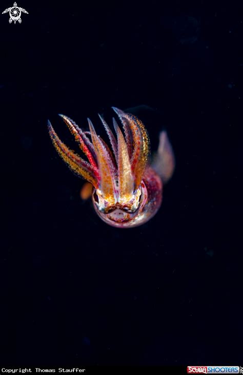 Purpleback flying squid - Moalbal Philippines | Canon camera models, Squid, Top photographers