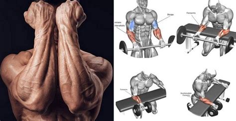 Build Powerful Forearms - The Top 5 Exercises For Massive Forearms | Forearm workout, Best ...