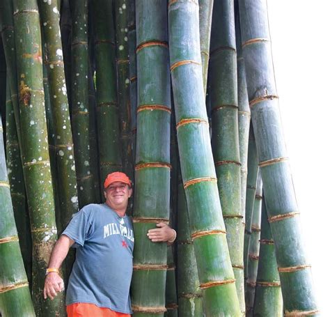 Giant Bamboo...Bali...John Hardy... | Giant bamboo, Bamboo seeds, Moso ...