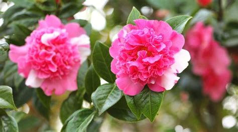 Camellia Varieties: 23 Different Types of Camellia You'll Love