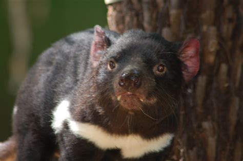 Tasmania Wildlife Holiday | Australia Wildlife Holiday | Tasmanian ...