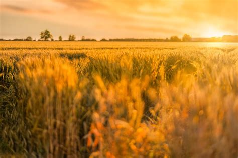 Premium Photo | Amazing nature view. sunset or sunrise on a rye field with golden ears and a ...