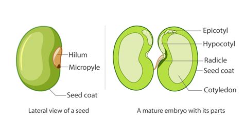 Seed - Permawiki