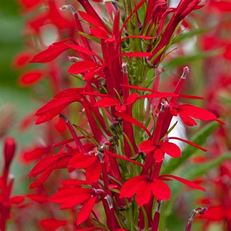 Cardinal Flower Seeds, Lobelia cardinalis | High Country Gardens