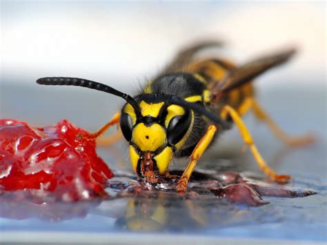 How to stop wasps ruining your picnic | Nature | Environment | The Independent