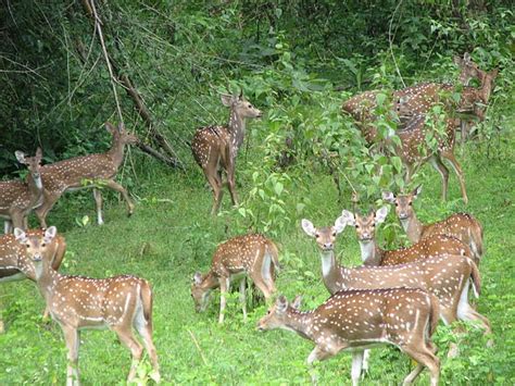 Indian Forests: Green trails in India...