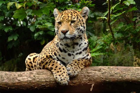 10 Jaguar Adaptations (Evolutionary Secrets!) – Fauna Facts