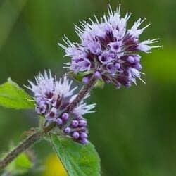 Order Lamiales Characteristics | Acanthus & Mint Flowers | BioExplorer