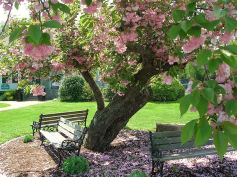 Kwanzan Cherry Blossom Tree - Beautiful, large, bright pink globes of – Online Orchards