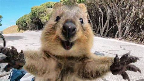 'World's happiest animal', the quokka, becomes the most popular tourist attraction at Australia ...