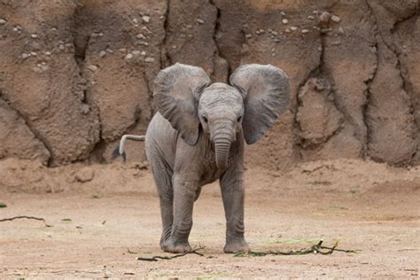 Baby Elephant FAQs | Reid Park Zoo