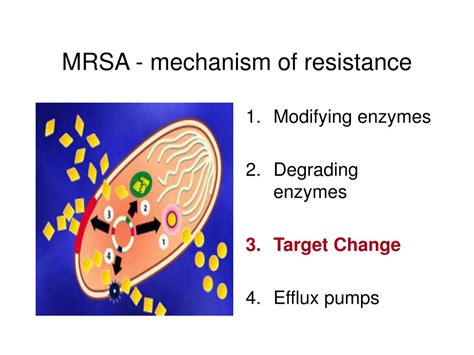 PPT - Lecture 3 MRSA Methicillin resistant S. aureus PowerPoint ...