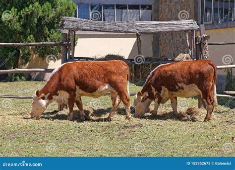 Two Cows stock photo. Image of organic, livestock, nipples - 152952672