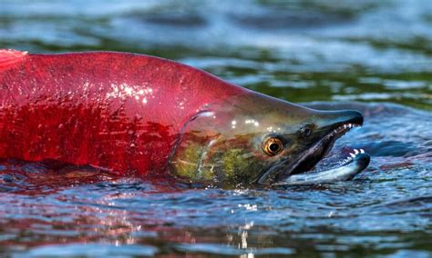 6 Types Of Salmon And Their Distinctive Features - A-Z Animals