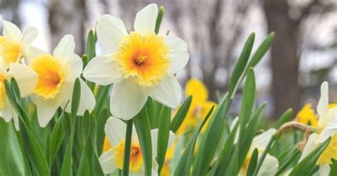 Daffodils Info and Care: Guide - WhenYouGarden.com