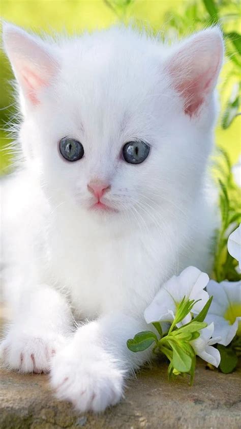 Top 78+ white cat wallpaper latest - in.coedo.com.vn