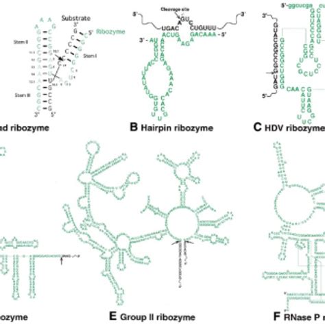 (A) The mechanism of cleavage by ribonuclease A. Two imidazole residues... | Download Scientific ...