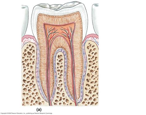 tooth anatomy Diagram | Quizlet