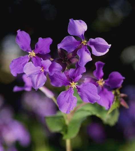 Purple Violets Or Violas From Asia Free Stock Photo - Public Domain Pictures