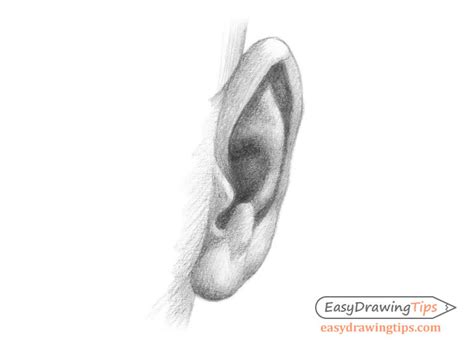 How to Draw an Ear From the Front Step by Step - EasyDrawingTips