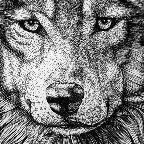 Small Wolf Portrait Animal Art Print Pen Ink Drawing Unframed - Etsy