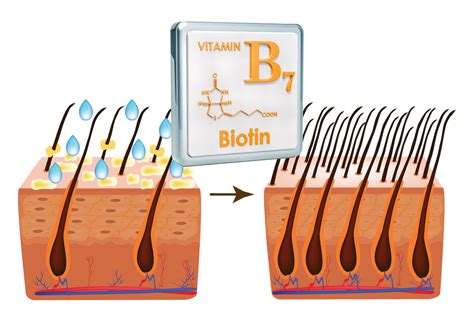 How Biotin Promotes Hair Growth – DS Healthcare Group