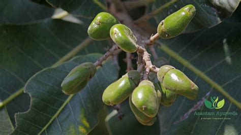 Bhilawa/Bhallataka (Semecarpus anacardium): Benefits & Uses - Anantam Ayurveda