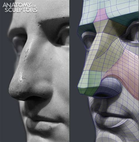 Anatomy For Sculptors - The Nose