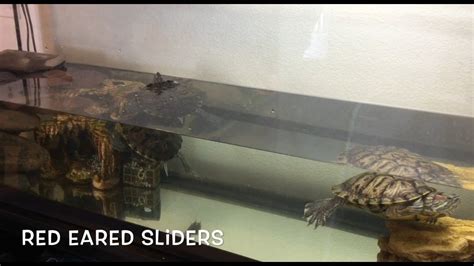 Red Ear Slider Turtle Tanks