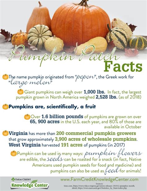 Pumpkin Facts Infographic | Pumpkin facts, Pumpkin, Growing pumpkins