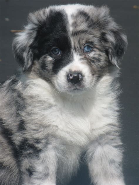 21ACDFEDB334D80EB8D91052DBB05DBD Australian Shepherd Puppies, Aussie Puppies, Cute Puppies, Dogs ...