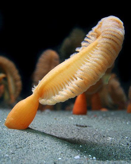 Sea pen | Cnidarian, Anthozoan & Polyp | Britannica