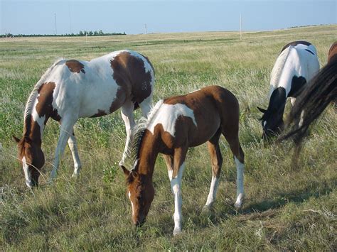 Horse Breeding: Equine Breeding For Beginners | Horse Breeding