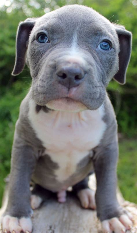 Here is a photo of an amazing male blue pitbull puppy that we have for sale. To see our ...