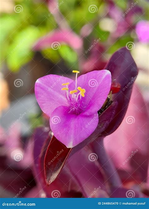 Tradescantia Pallida Flowers Stock Photo - Image of garden ...