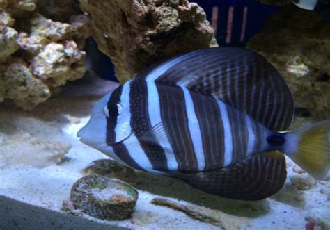 Surgeonfish & Tang : Sailfin Tang