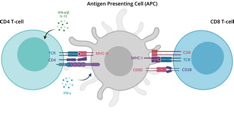 T Lymphocyte Immunophenotyping Using Multicolor Flow Cytometry | AAT ...